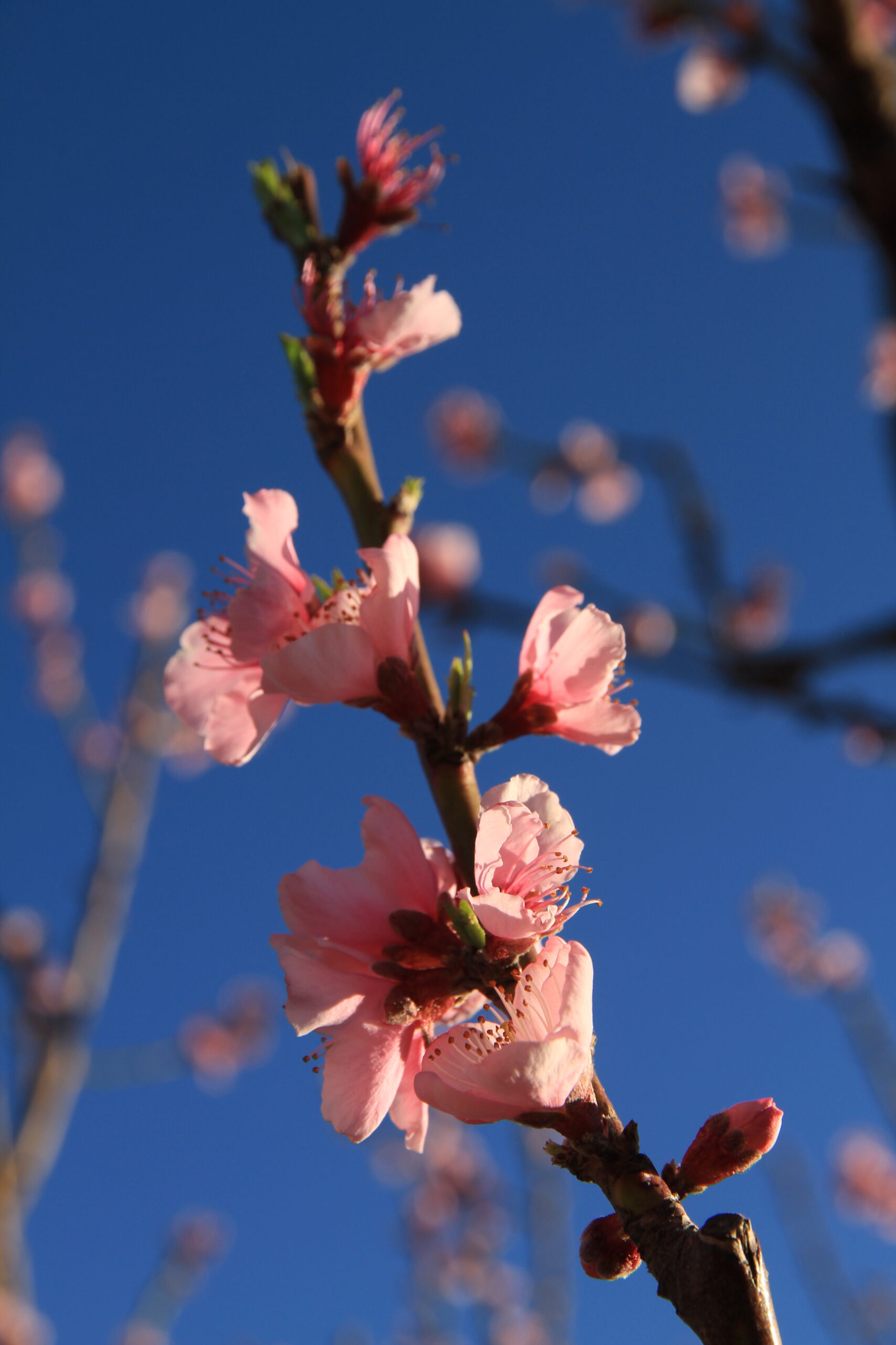 Blossom, Rosendal