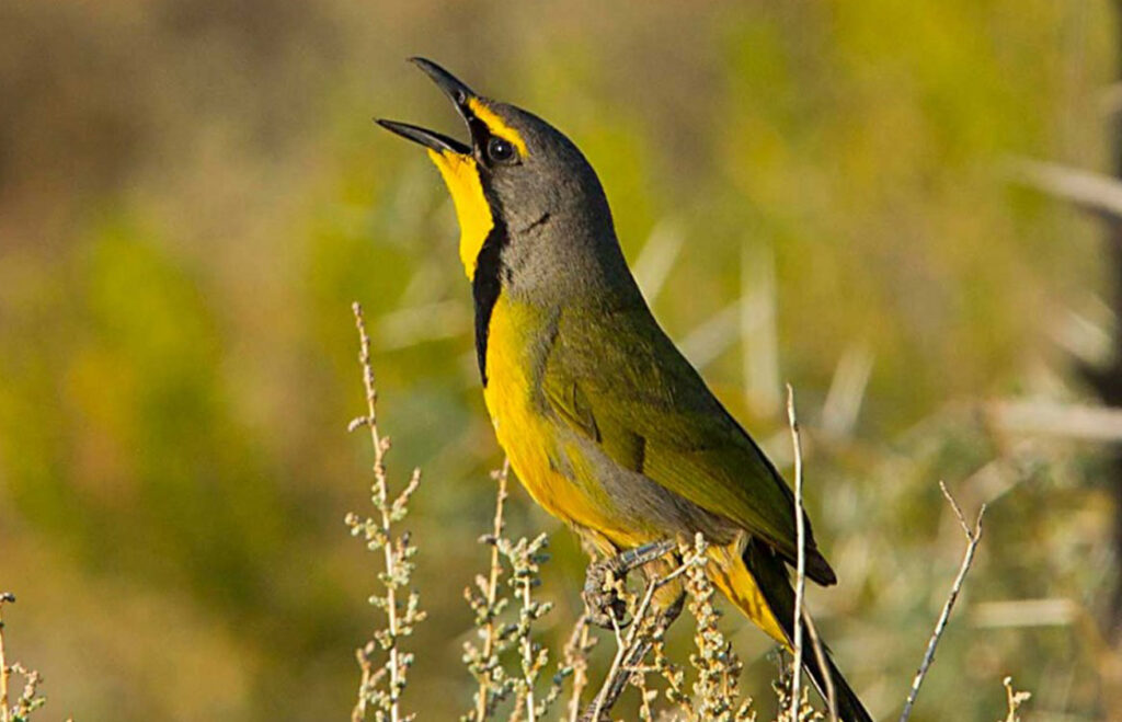 bokmakierie, bird tours