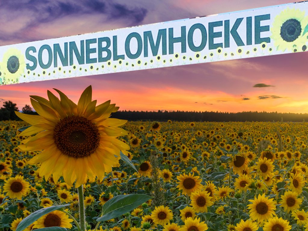 sonneblomhoekie