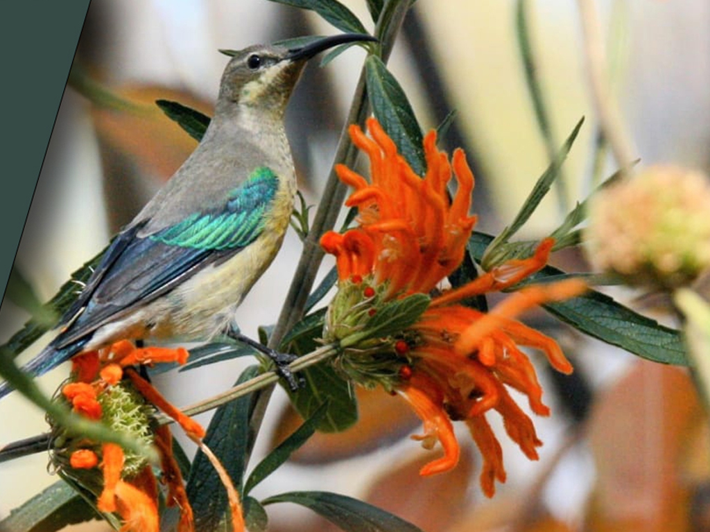 Rosendal birding weekend